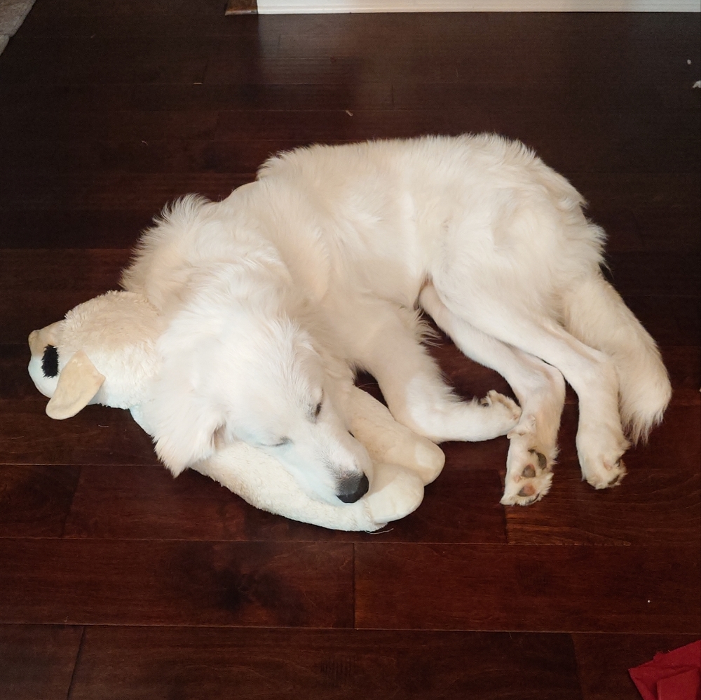 Meet your Posher, Covi